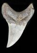 Rare Benedini (Extinct Thresher Shark) Tooth - #30938-1